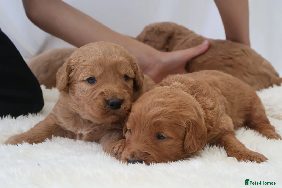 Mini Goldendoodle dogs for sale: F1 Miniature Goldendoodle’s - Advert 1