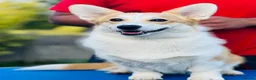 Welsh Corgi Pembroke dogs for sale: Champion Sired Corgi Pembroke puppies available  - Advert 2