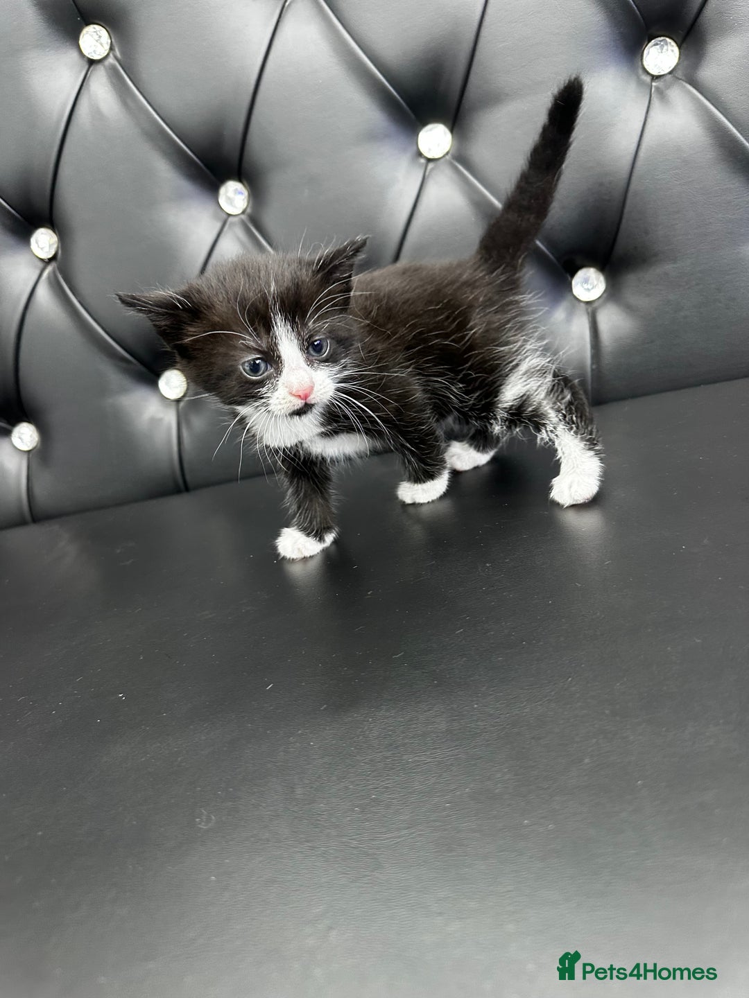 Norwegian Forest Cat cats for sale: 🐾 Adorable Kittens Looking for Loving Homes 🐾 - Advert 5