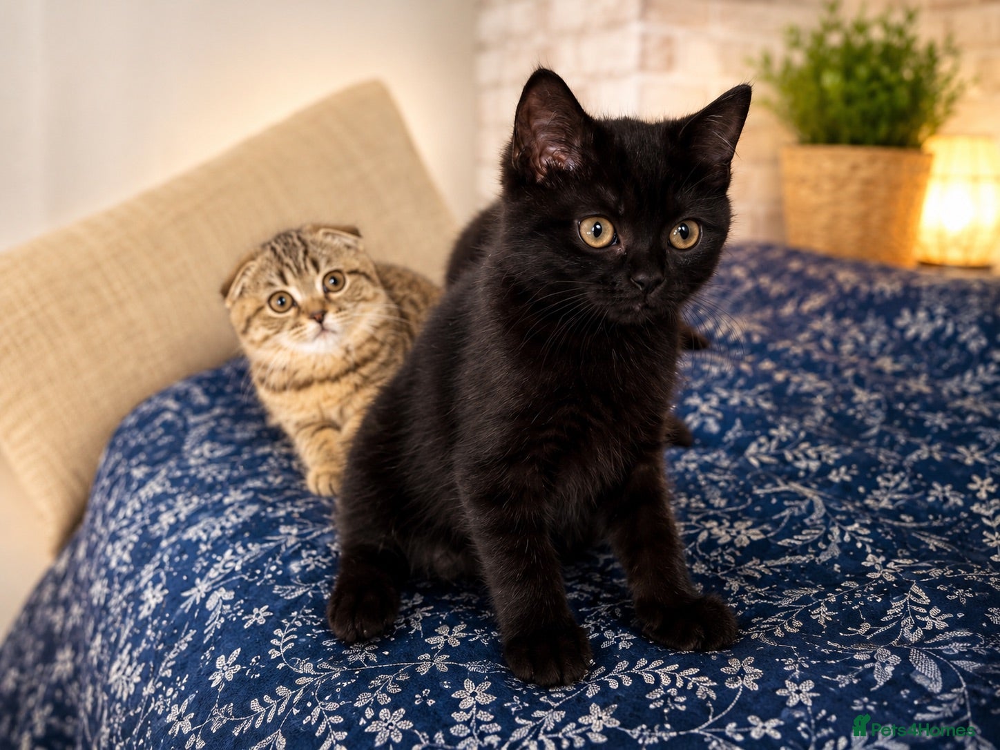 Scottish Fold cats Beautiful Scottish Fold & Straight Female Kittens - Advert 2