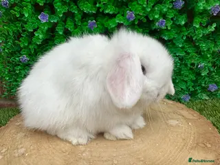 Mini Lop rabbits Stunning purebred mini lops - Advert 18