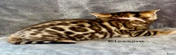 Bengal cats for sale: 🎬 Little Leopard Diaries | TICA Bengal Kittens 🌟 - Advert 13
