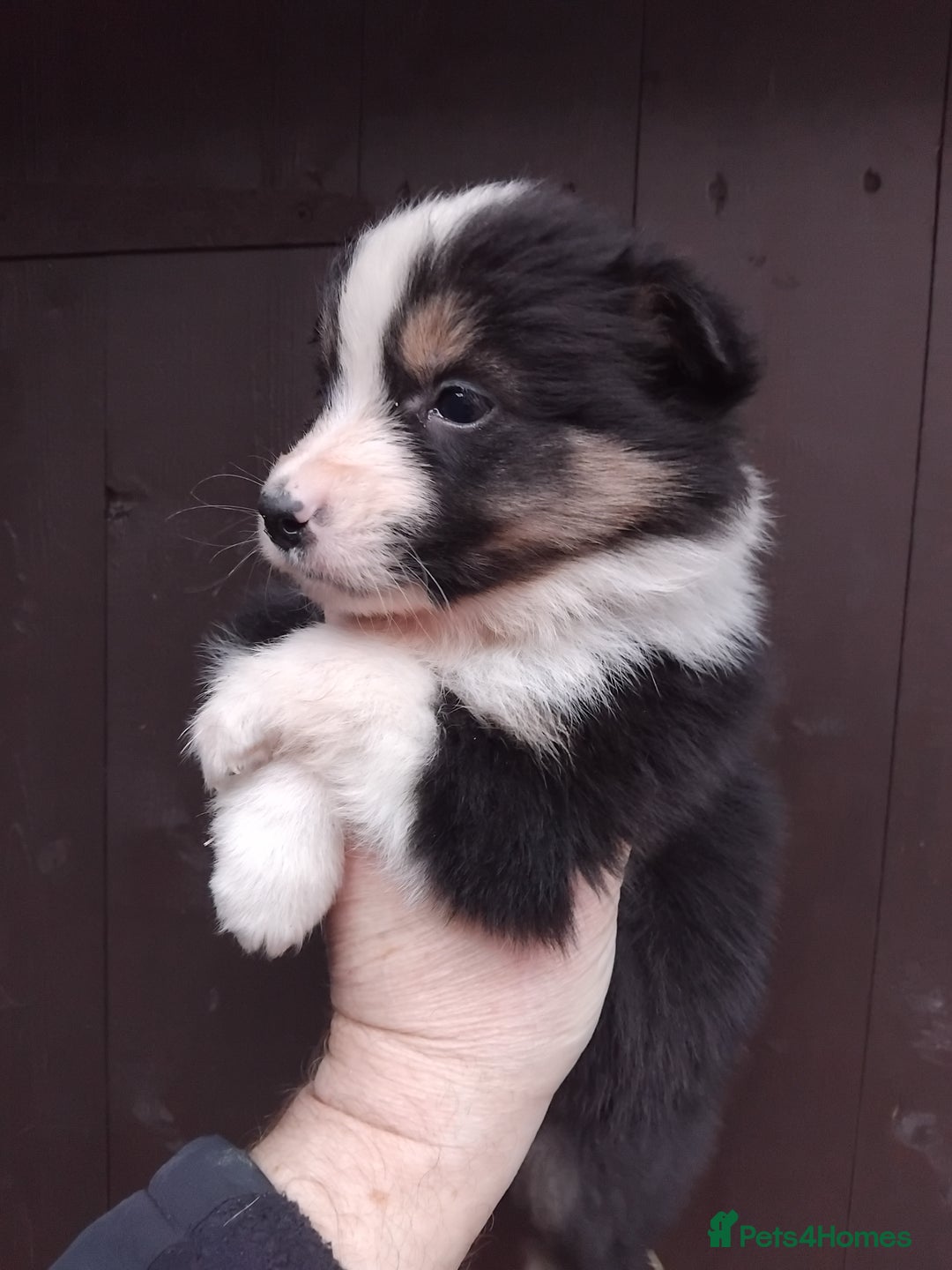 Border Collie dogs for sale: Border Collie pups - Advert 5