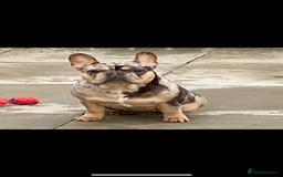 French Bulldog dogs for sale: MerlexIsabella puppy’s  - Image 6