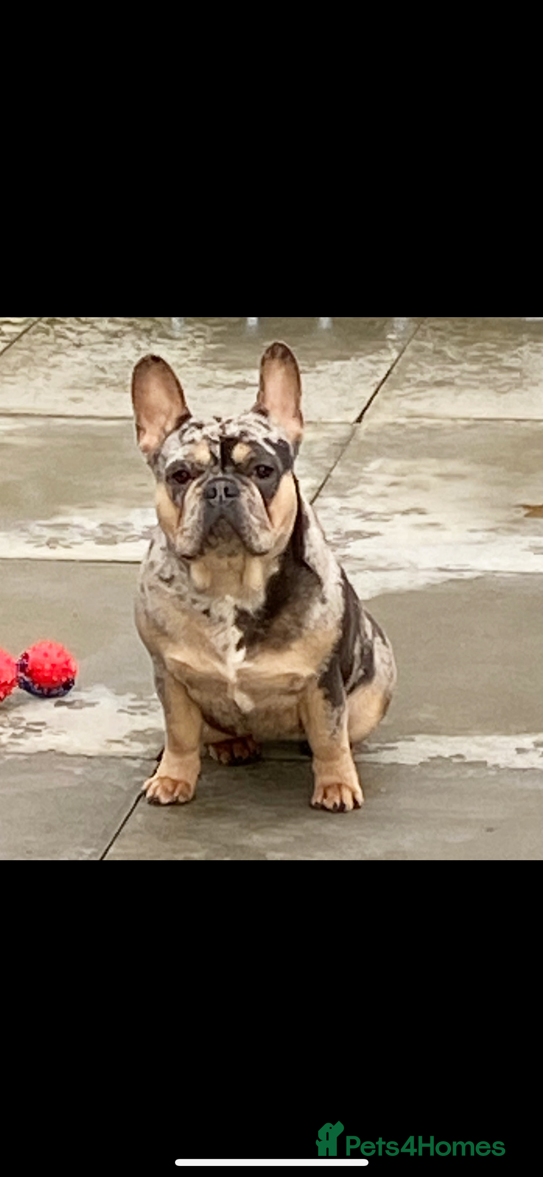 French Bulldog dogs for sale: MerlexIsabella puppy’s  - Image 6