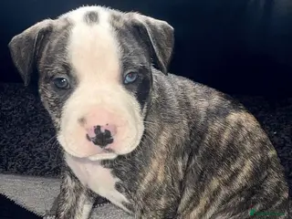 Mixed Breed dogs Old tyme English bulldog x - Advert 20