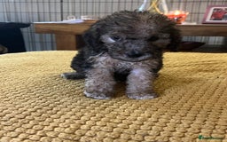 Cockapoo dogs for sale: Cockapoo puppies  - Image 23