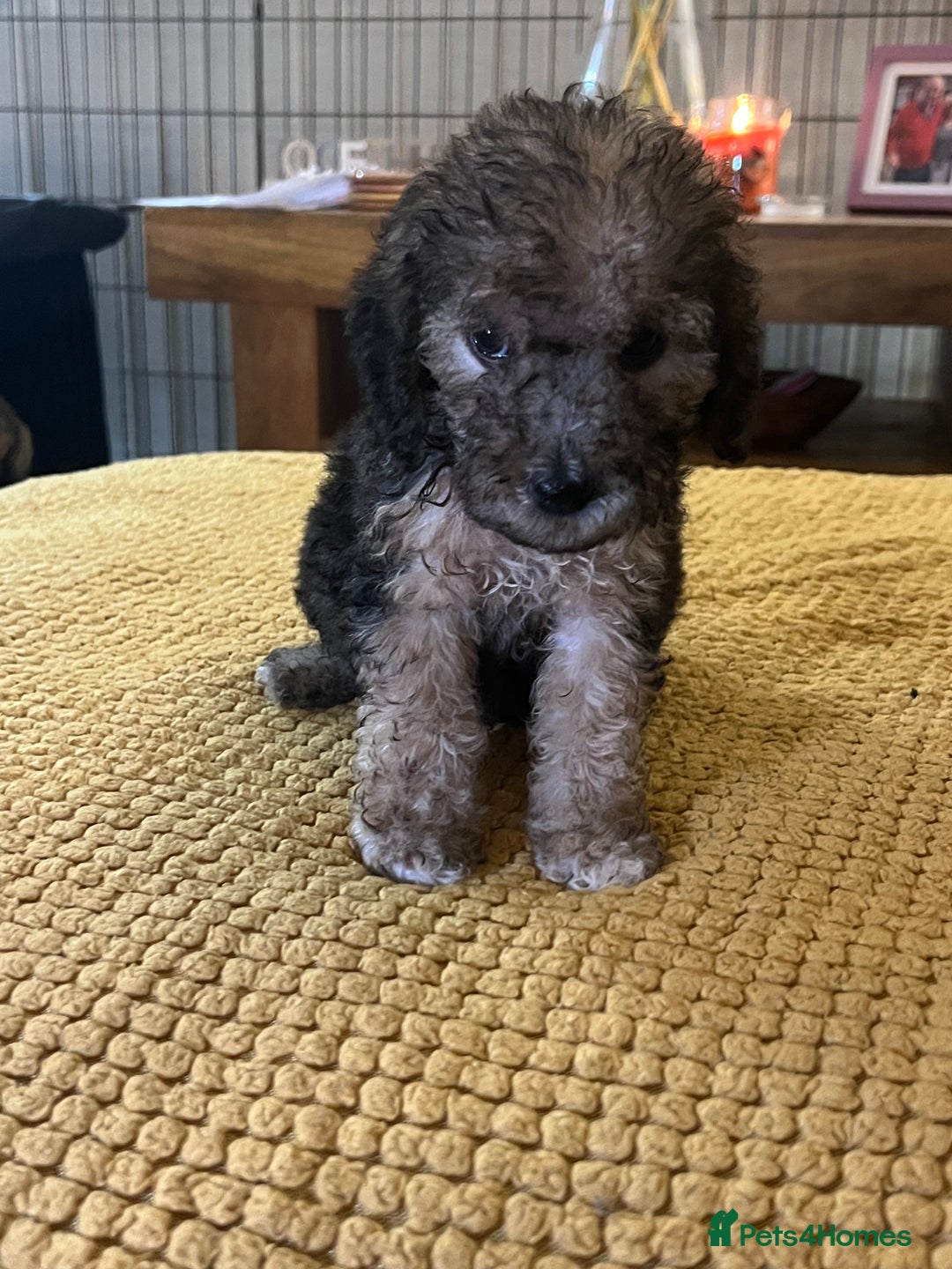 Cockapoo dogs for sale: Cockapoo puppies  - Image 23