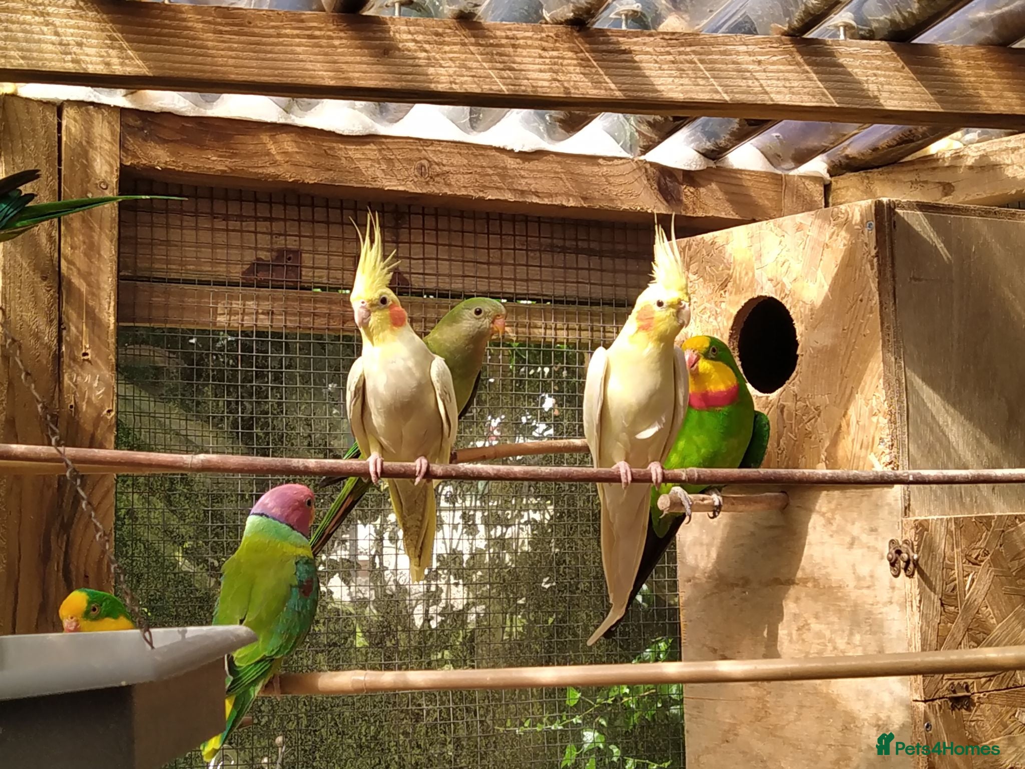 Cockatiels birds DNA breeding pairs barraband Bourke cockatiels - Advert 2