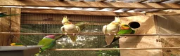 Cockatiels birds for sale: DNA breeding pairs barraband Bourke cockatiels - Advert 2