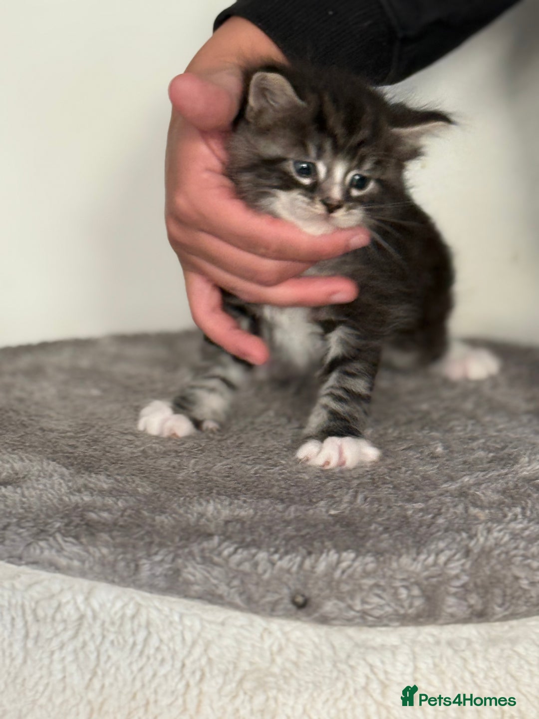 Maine Coon cats for sale: Stunning mainecoon kittens for sale.  - Image 4