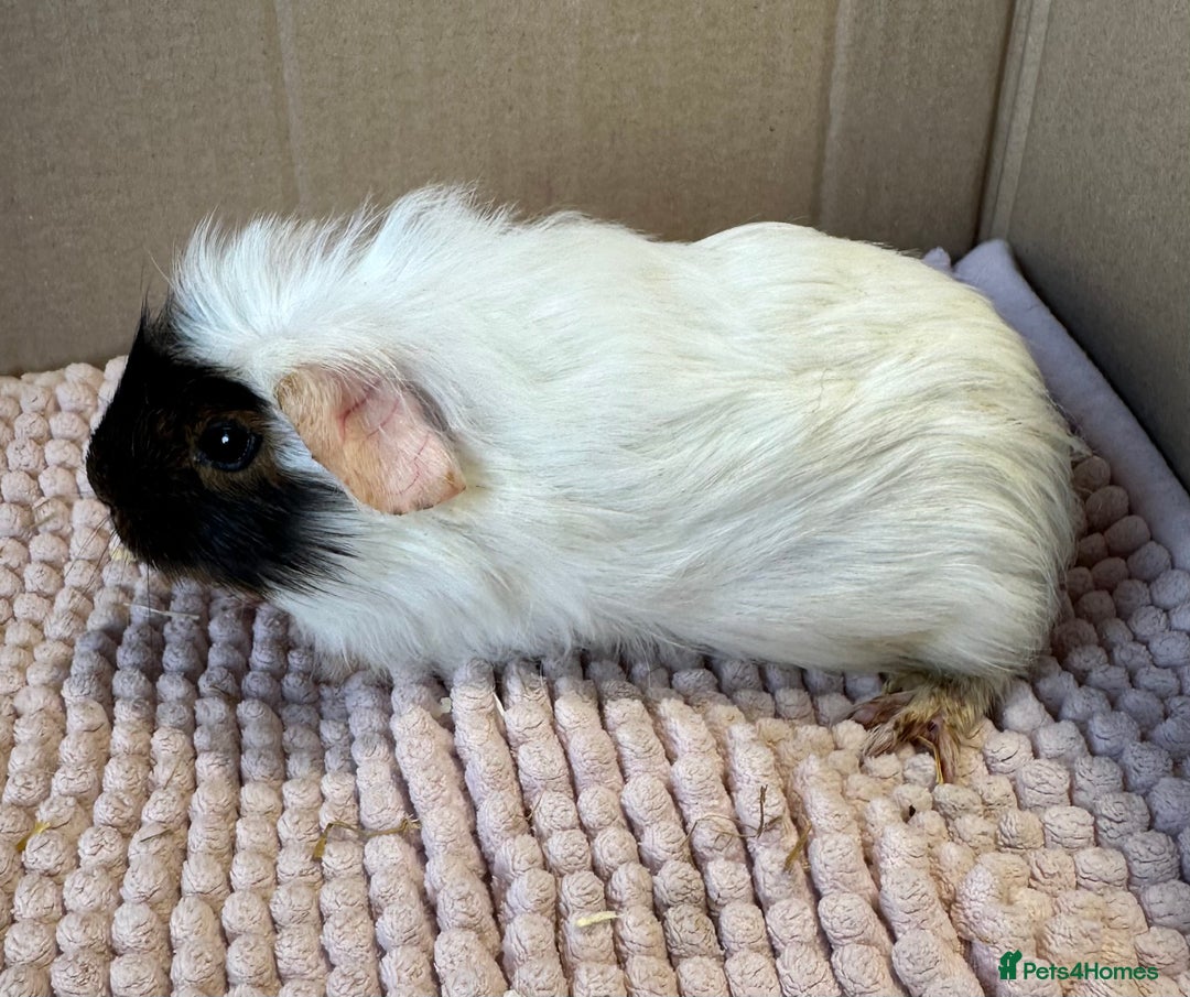 Guinea Pig rodents for sale: Young Guinea pigs  - Image 14