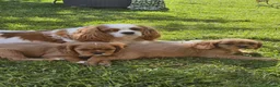 Cavalier King Charles Spaniel dogs for sale: Pups Cavalier King Charles Spaniel Ready for home! in Fivemiletown - Advert 2