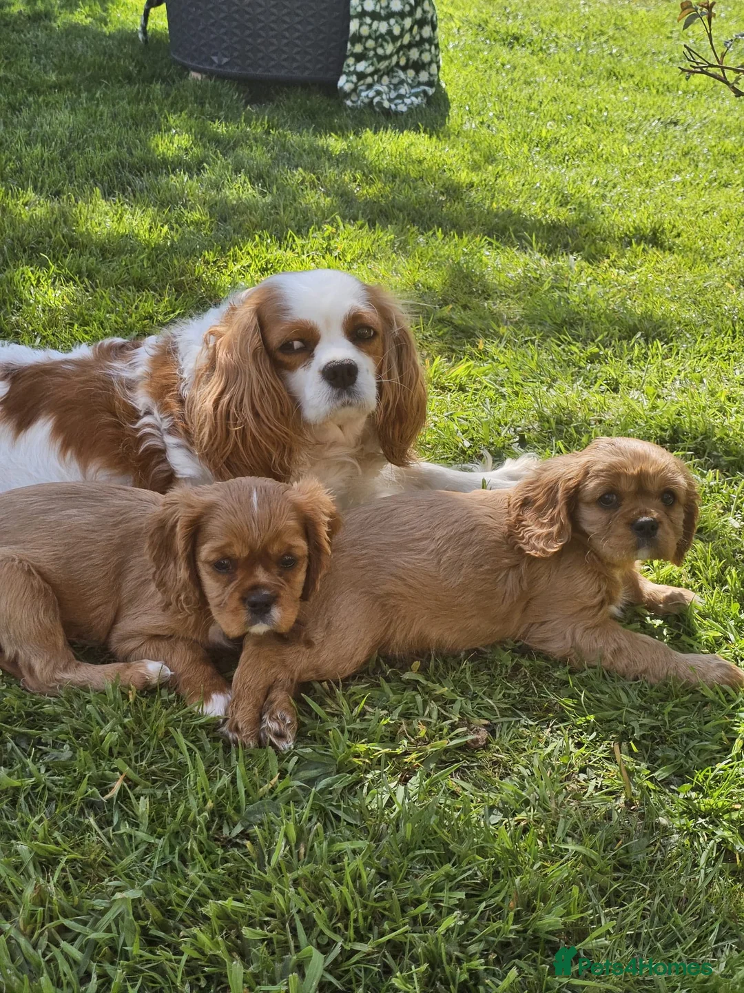 Cavalier King Charles Spaniel dogs for sale: Pups Cavalier King Charles Spaniel Ready for home! in Fivemiletown - Advert 2
