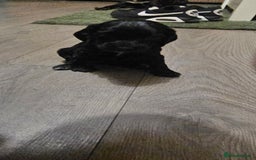 Cocker Spaniel dogs for sale: litter of 6 pedigree cocker spaniel puppies. - Image 9