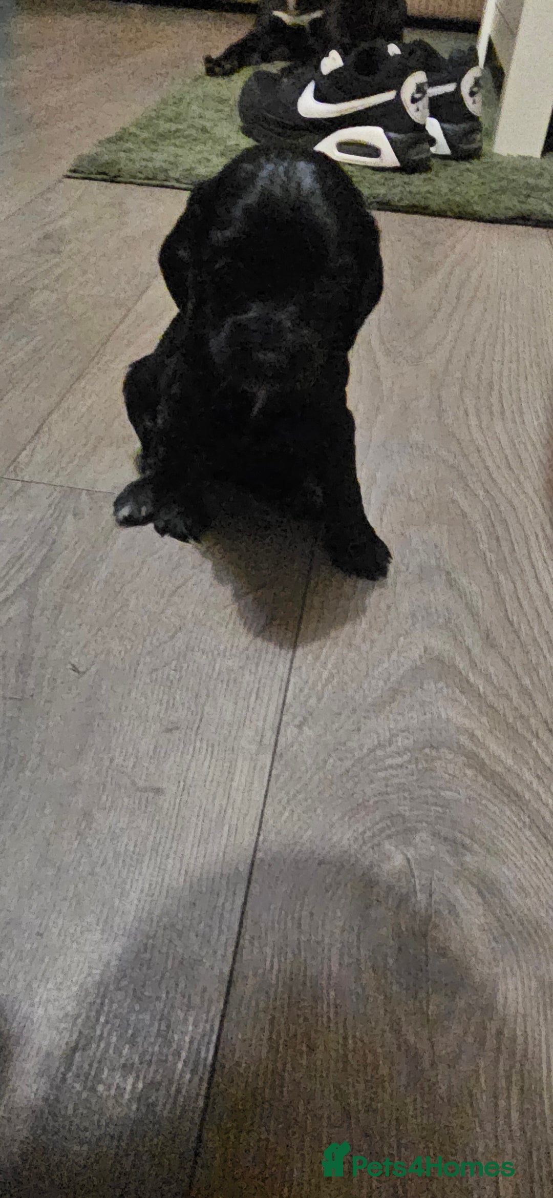 Cocker Spaniel dogs for sale: litter of 6 pedigree cocker spaniel puppies. - Image 9