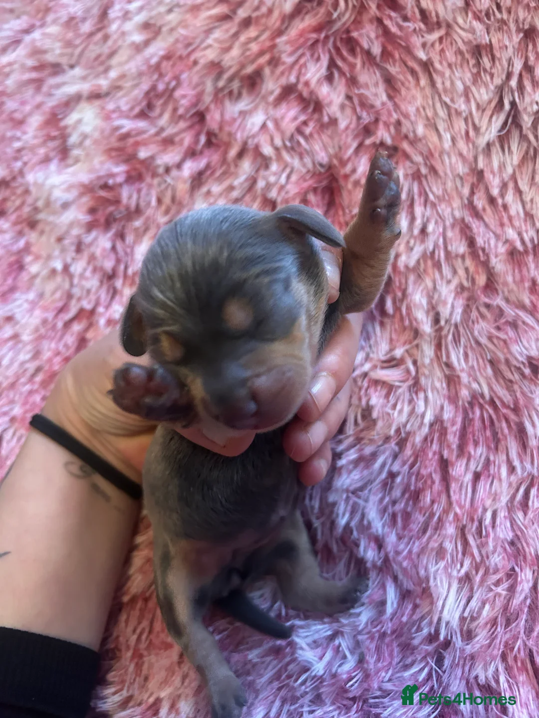 Miniature Dachshund dogs for sale: Stunning Dapple miniature dachshunds  - Advert 21