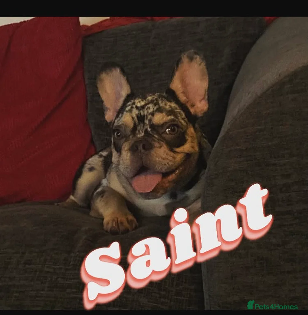 French Bulldog dogs for sale: Absolutely quality merle French bulldog - Advert 2