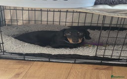 Miniature Dachshund dogs for sale: Beautiful miniture dachsund  - Image 1