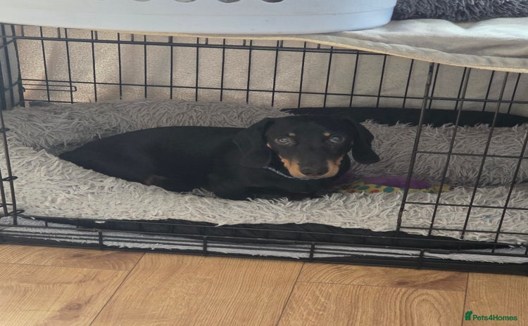Miniature Dachshund dogs - Advert 1
