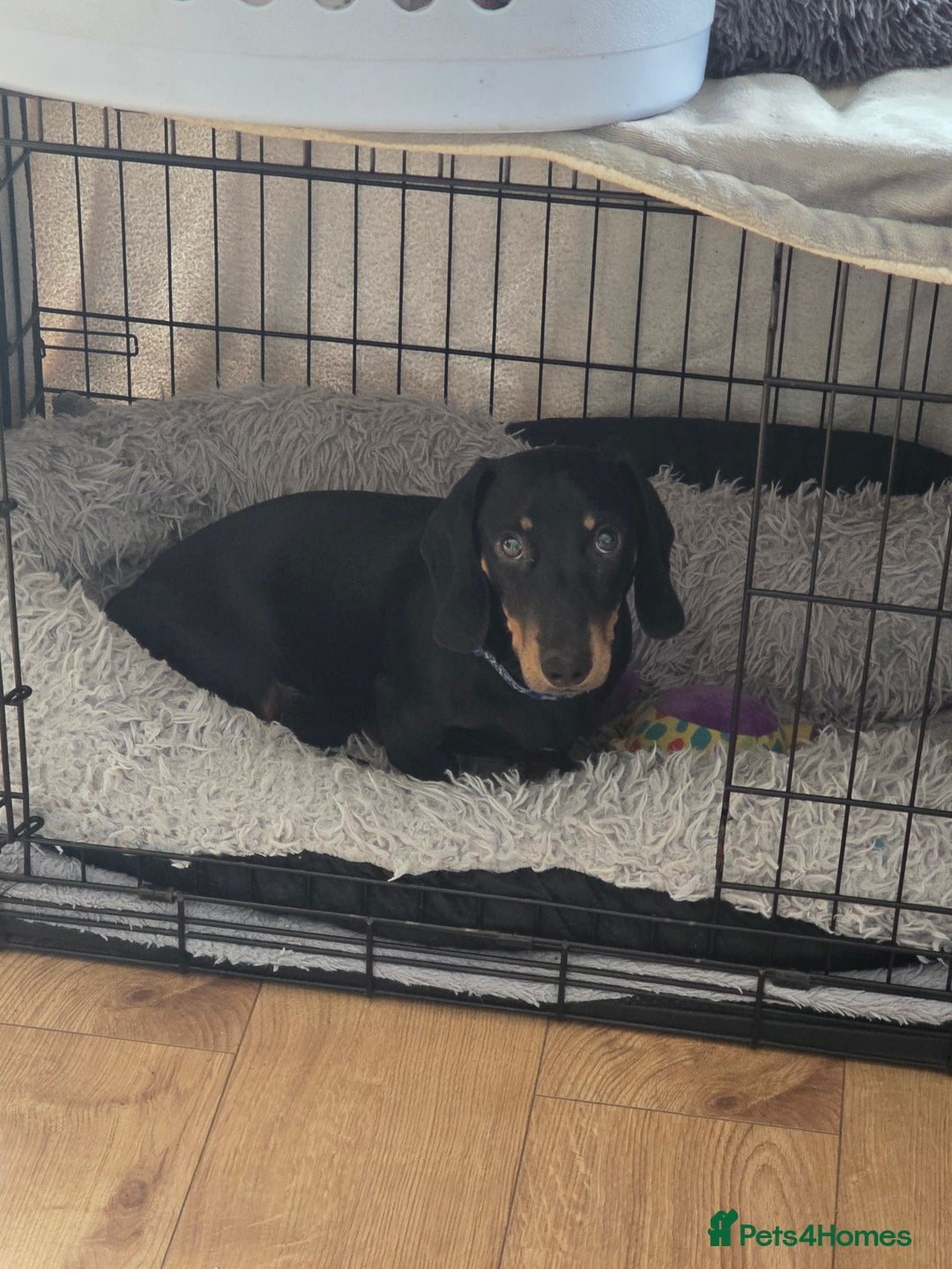 Miniature Dachshund dogs for sale: Beautiful miniture dachsund  - Image 1
