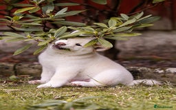 Japanese Shiba Inu dogs for sale: Beautiful Cream Shiba Inu boy for sale  - Image 36
