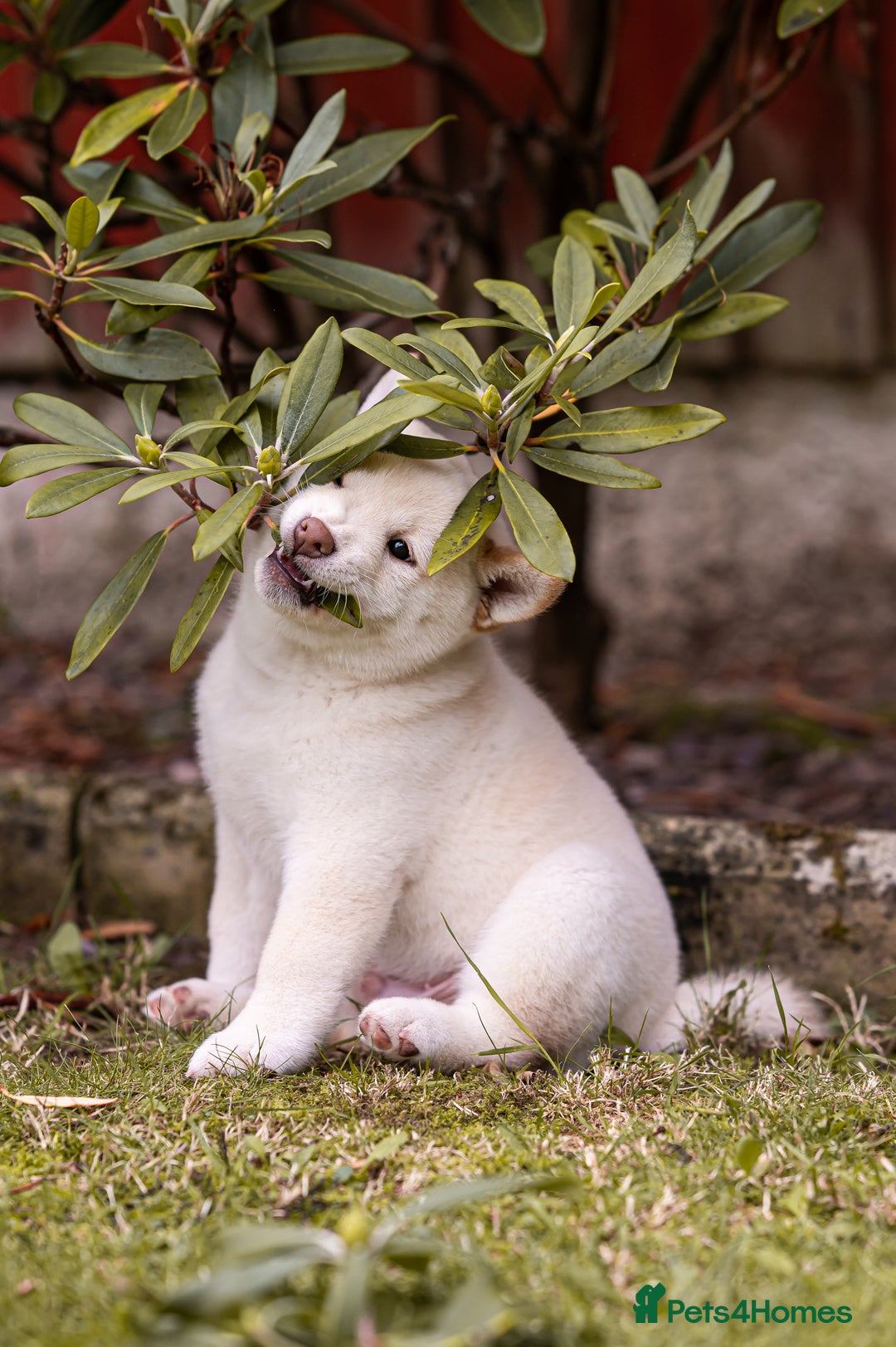 Japanese Shiba Inu dogs for sale: Beautiful Cream Shiba Inu boy for sale  - Image 36