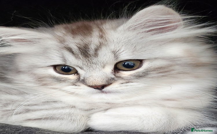 British Longhair cats - Advert 1
