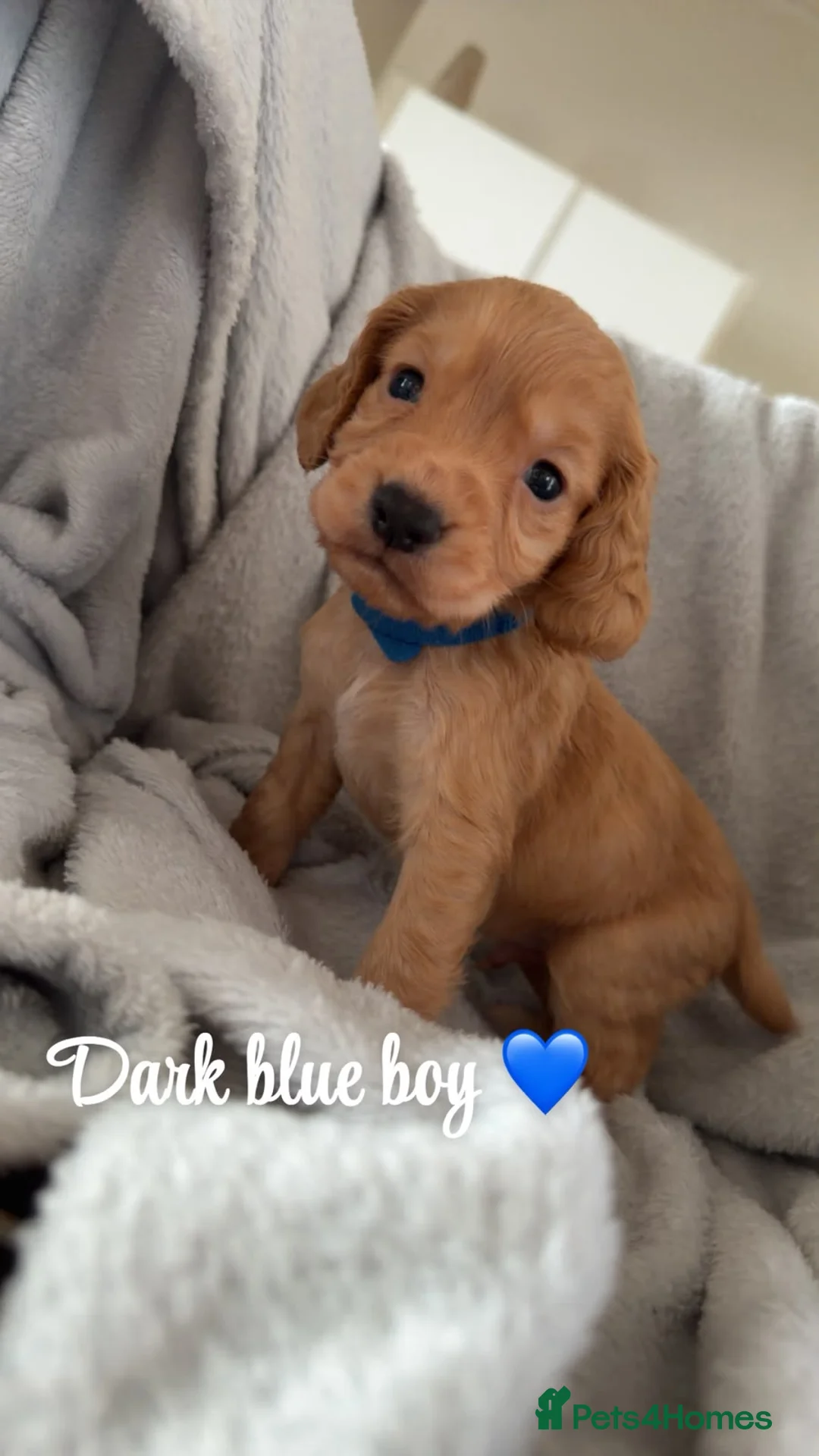 Cocker Spaniel dogs for sale: Kc reg working cocker spaniel  puppies  - Advert 11