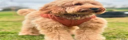Australian Labradoodle dogs for sale: ✨WALA superior Australian labradoodle list✨  - Advert 9