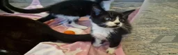 Mixed Breed cats for sale: 8 weeks old kittens ip3 (mum is half maine coon) - Advert 16