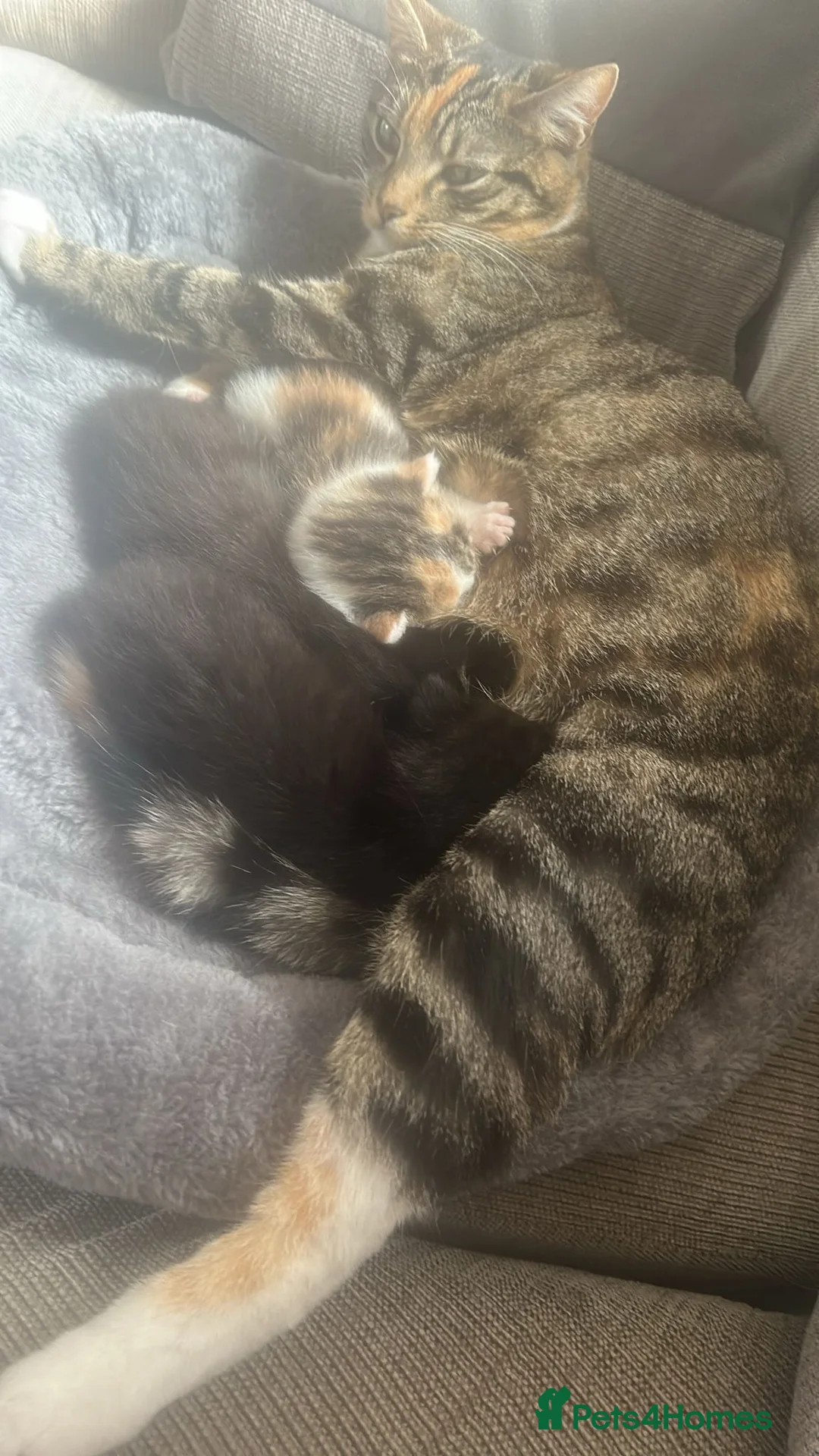 Mixed Breed cats for sale: Bengal cross kittens in Manchester - Advert 1