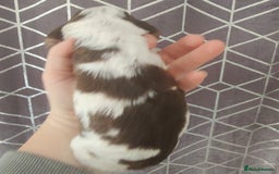 Cocker Spaniel dogs for sale: Show Type Cocker Spaniels Health Tested Parents  - Image 12