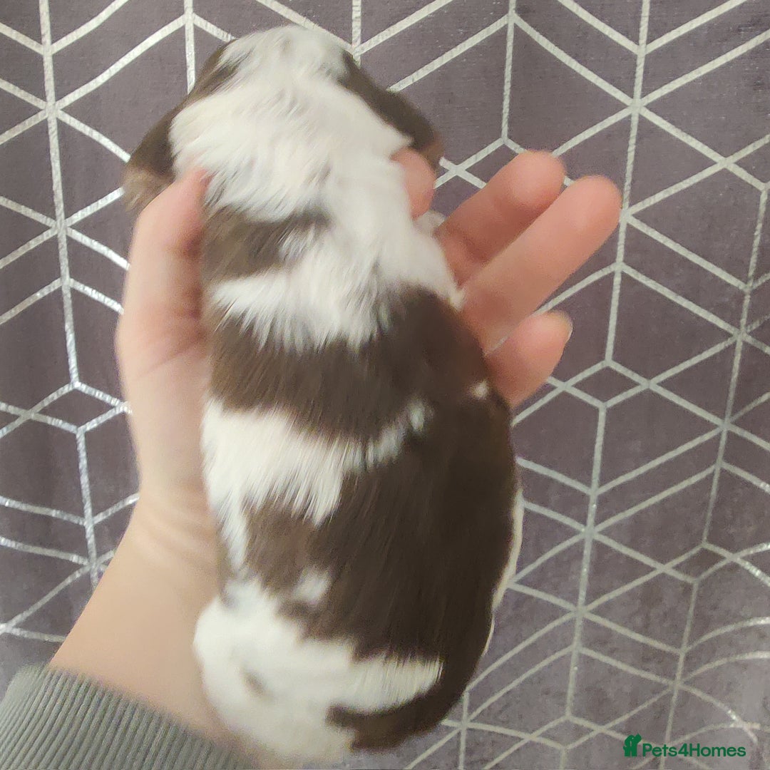 Cocker Spaniel dogs for sale: Show Type Cocker Spaniels Health Tested Parents  - Image 12