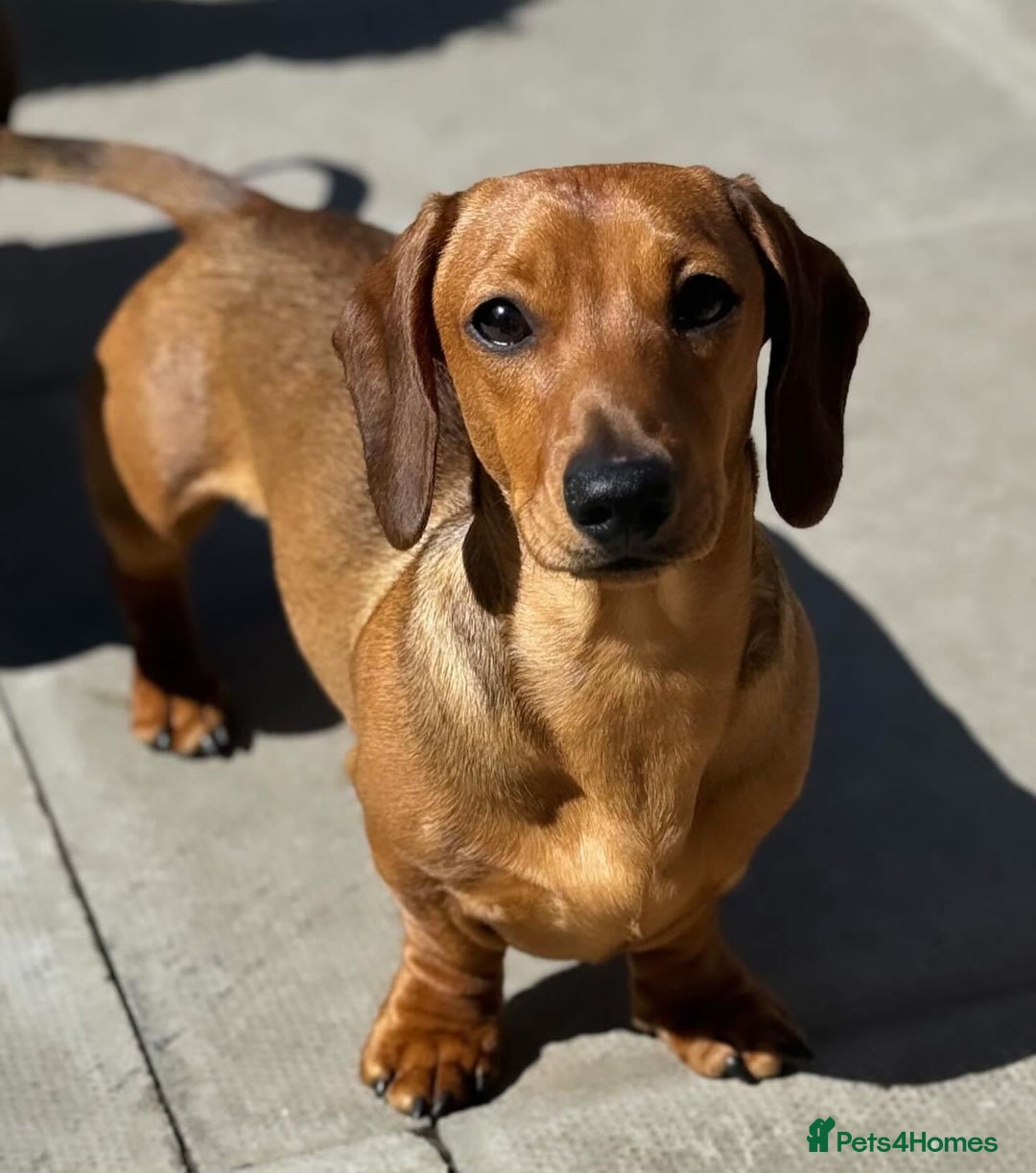 Miniature Dachshund dogs for stud: Champion Sired, Crufts Qualified Shaded Red in Dalry - Image 4