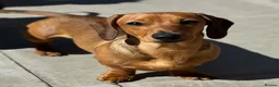Miniature Dachshund dogs for stud: Champion Sired, Crufts Qualified Shaded Red in Dalry - Advert 4