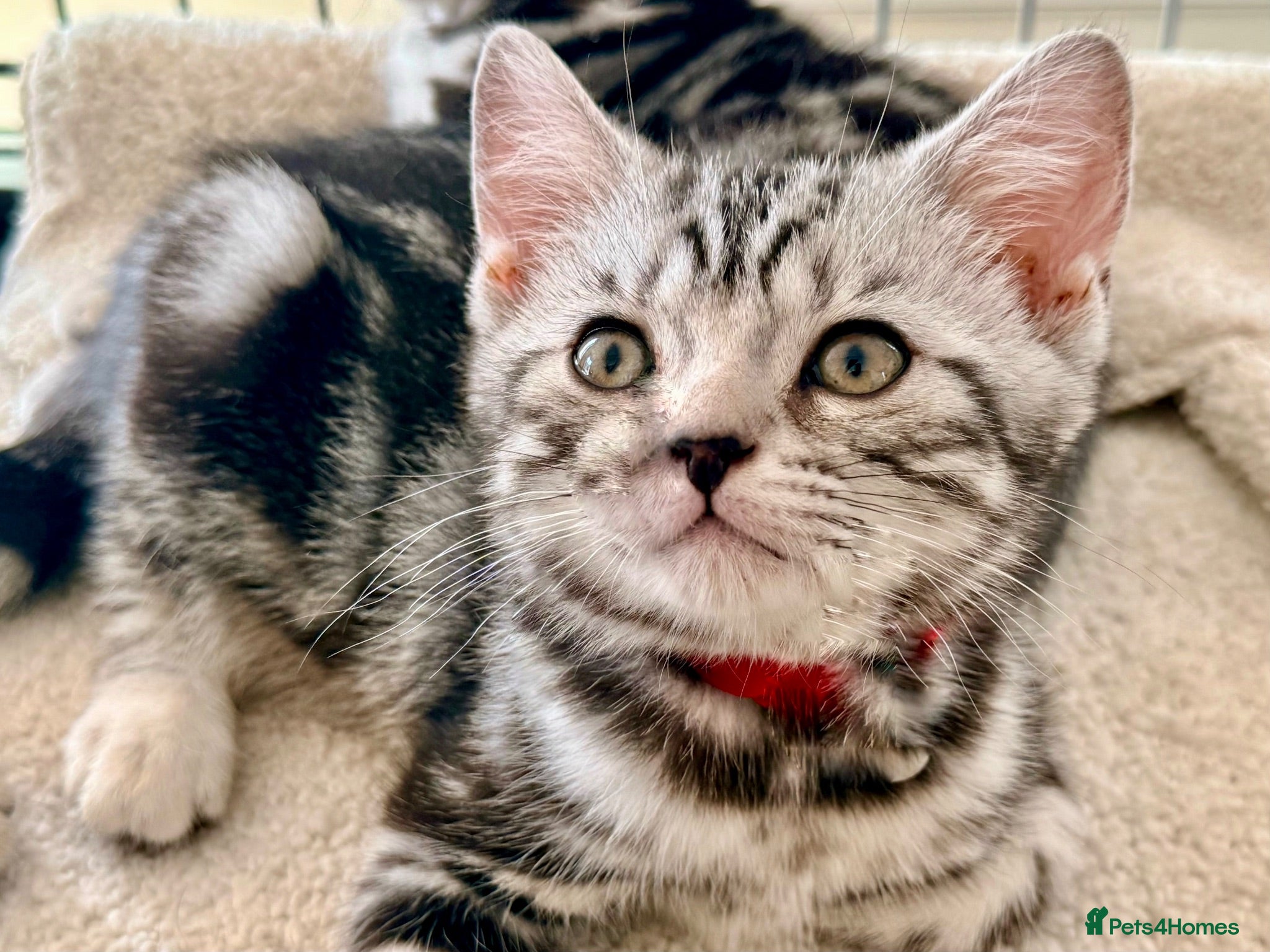 British Shorthair cats Stunning Silver Tabby Kittens GCCF Champion Lines - Advert 1