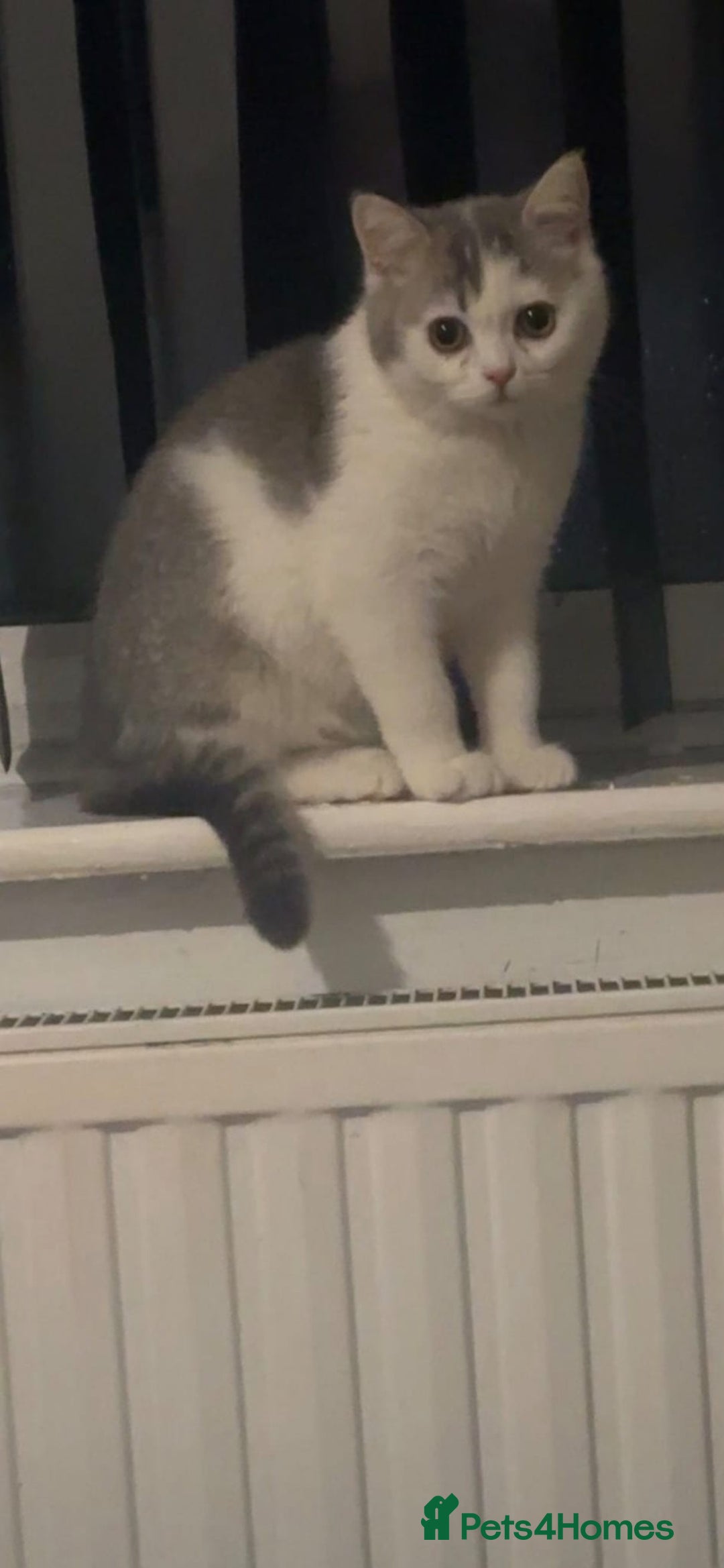 British Shorthair cats for sale: British shorthair excellent bloodline  - Advert 5