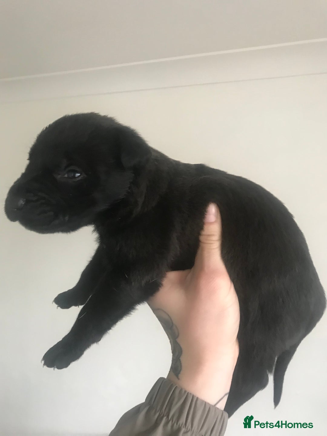 Mixed Breed dogs for sale: Presa shepherds  - Advert 3