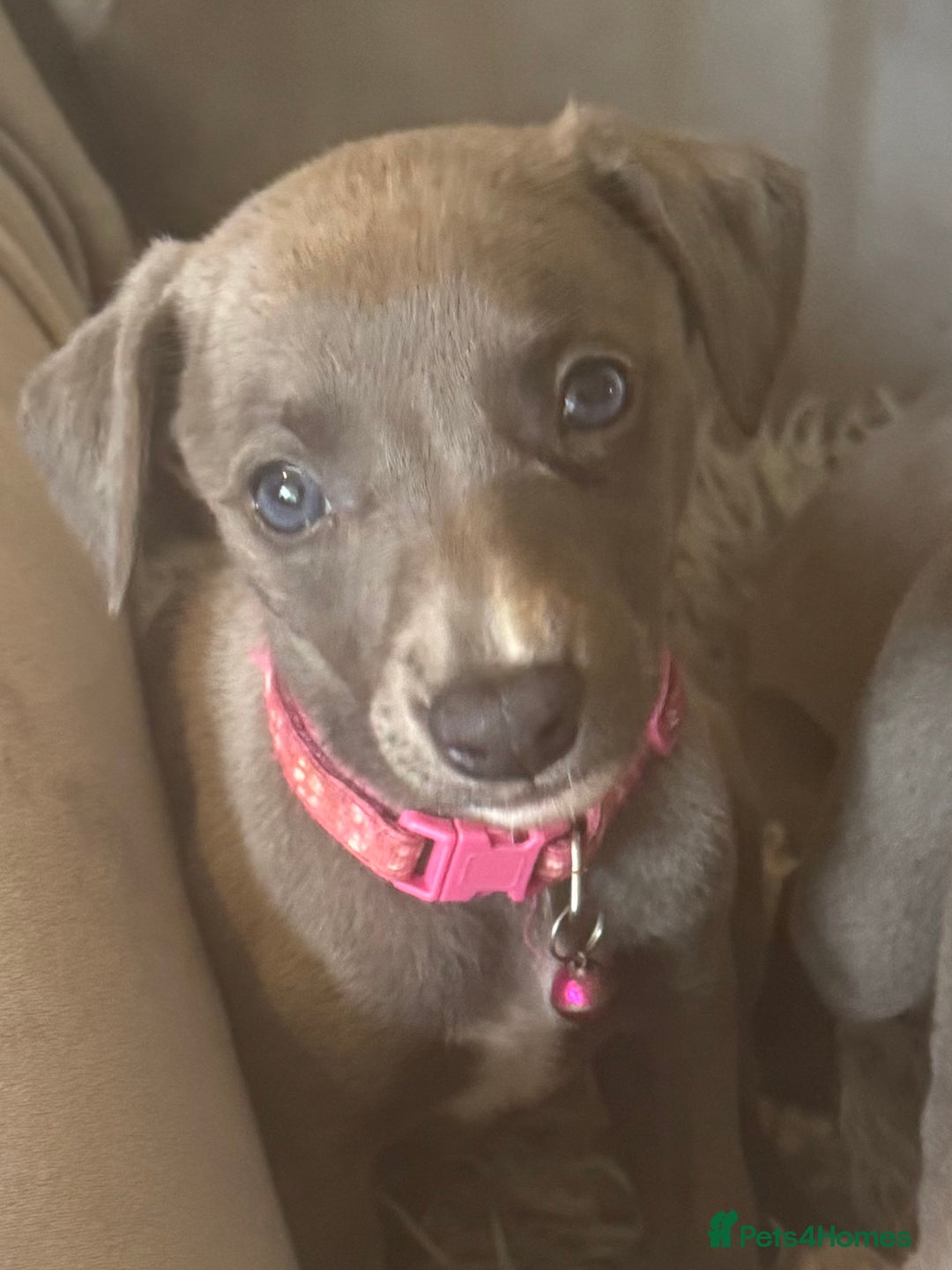 Whippet dogs for sale: Beautiful KC Reg Blue Whippet puppies - Image 14