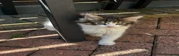 Persian cats for sale: Kitten - Advert 8