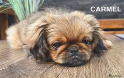 Pekingese dogs for sale: CARMEL - 2 Pekingese puppies BOYS ! Fully vaccinated! - Image 25