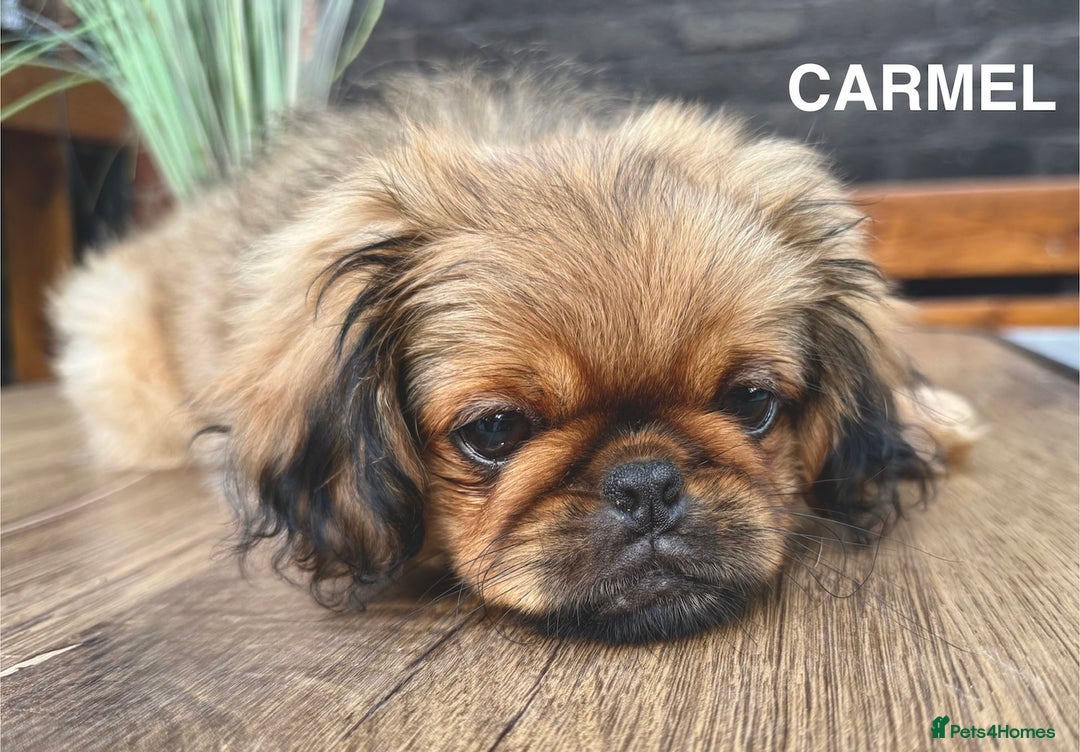 Pekingese dogs for sale: CARMEL - 2 Pekingese puppies BOYS ! Fully vaccinated! - Image 25