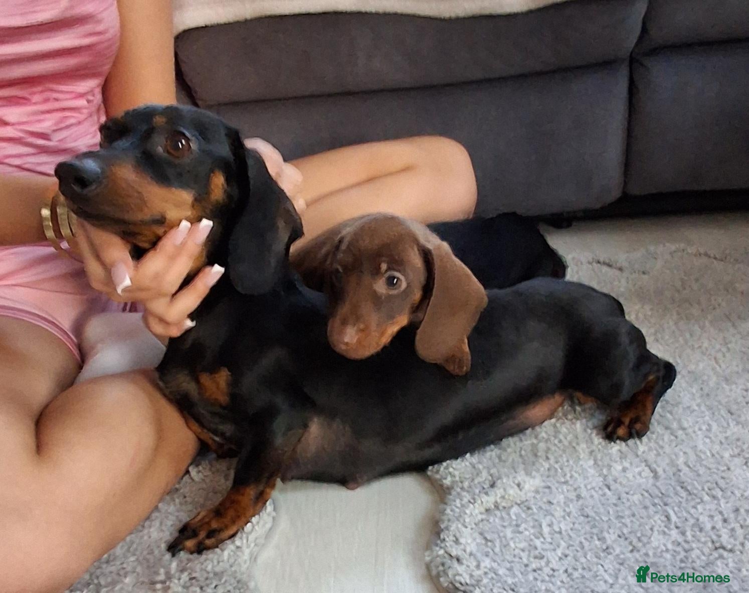 Miniature Dachshund dogs Miniture Dachshund  - Advert 2
