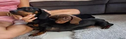 Miniature Dachshund dogs for sale: Miniture Dachshund  - Advert 1