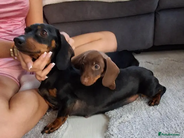 Miniature Dachshund dogs Miniture Dachshund - Advert 11