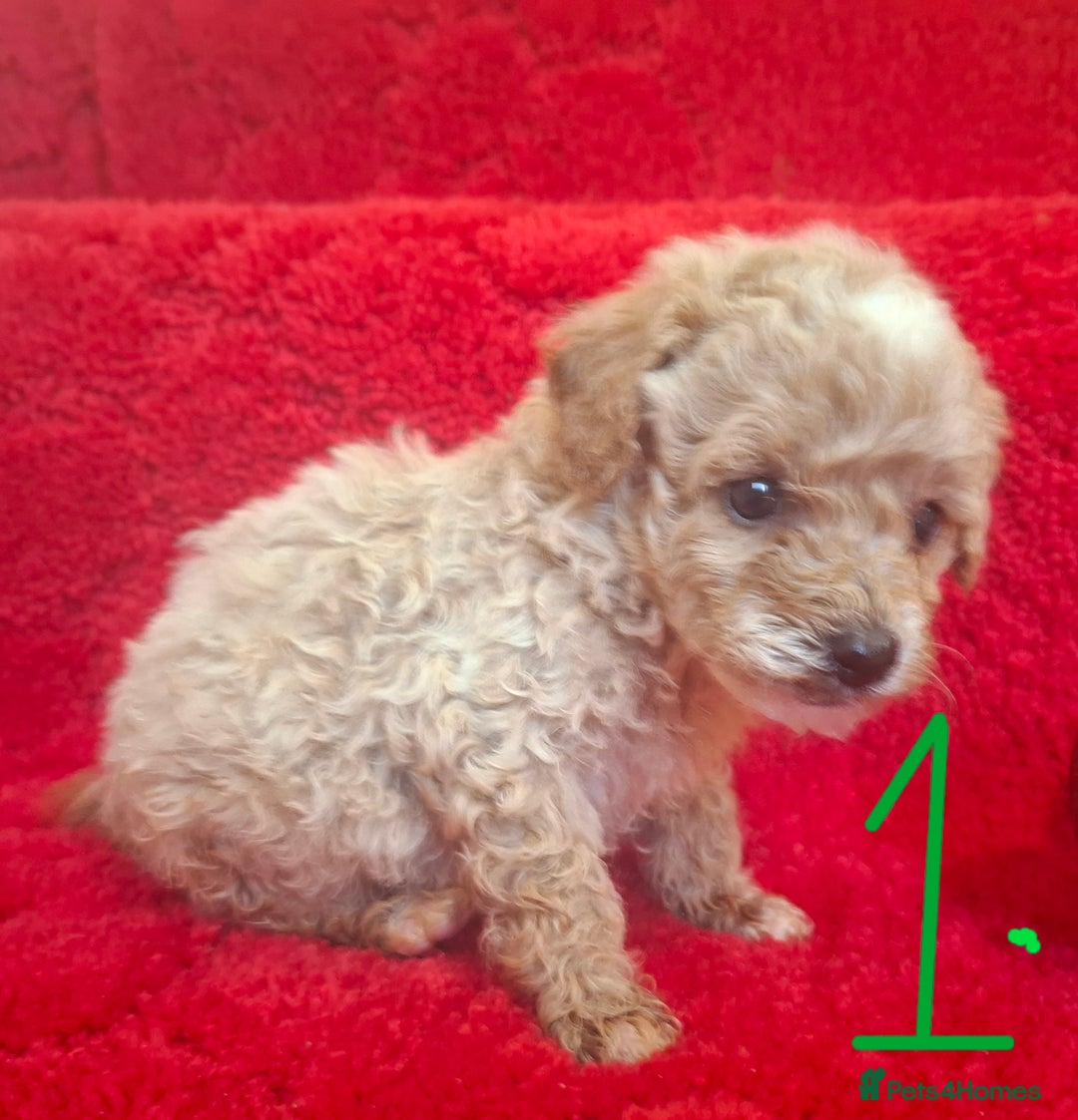 Cavapoo dogs for sale: Cavapoo puppies 🐶  - Advert 6
