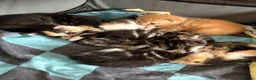 Mixed Breed cats for sale: 7 beautiful kittens  - Advert 16