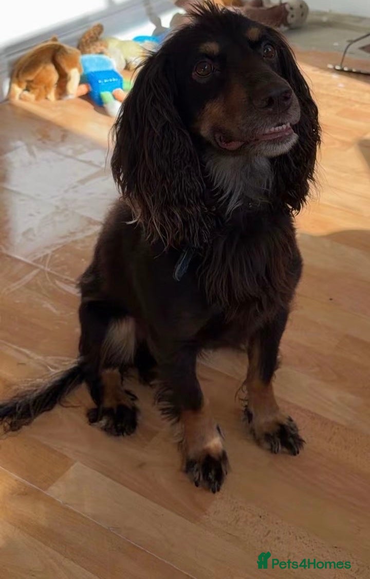 Cocker Spaniel dogs Chocolate and tan Experienced PROVEN stud - Advert 2