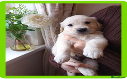 Golden Retriever dogs for sale: Golden Retriever Puppies - Mum & Dad family pets - Image 8